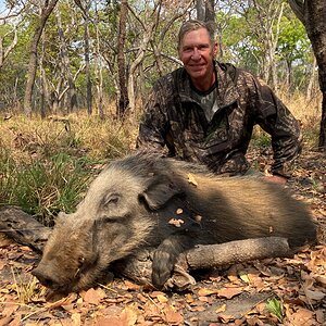 Hunting Bushpig Tanzania