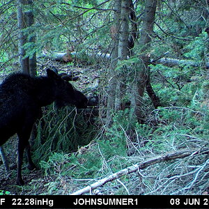 Black Bear Trail Utah