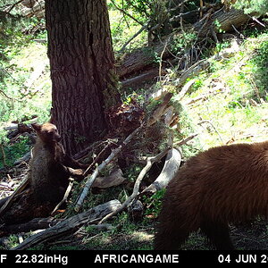 Black Bear Trail Utah