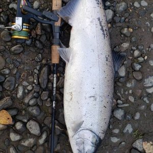 Coho Salmon Fishing Anchor River Kenai Peninsula Alaska