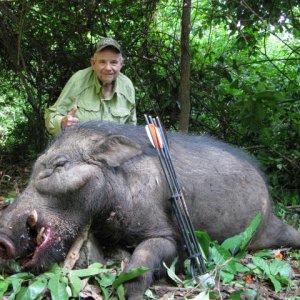 Bow Hunting Giant Forest Hog Central African Republic