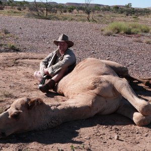 Hunting Western Camel