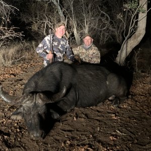 Buffalo Hunt South Africa