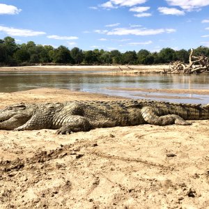 Crocodile Luangwa 2021