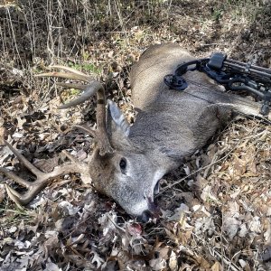 Whitetail bow hunt