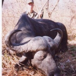 Buffalo Hunting Luangwa Valley Zambia