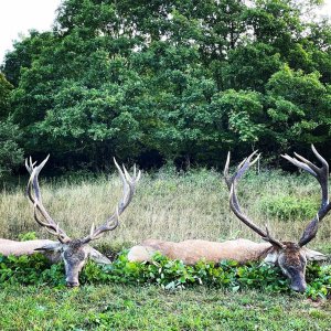 Red Stag Hunting Romania