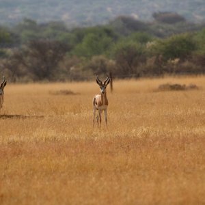 Springbokke Namibia