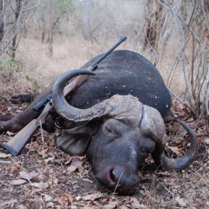 Buffalo Hunt Zimbabwe