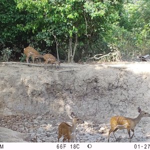 Harnessed Bushbuck Trail Camera Central African Republic