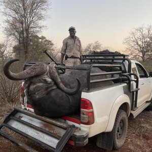 Transport Trophy Buffalo  Zimbabwe