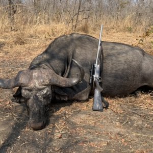 Buffalo Hunting Zimbabwe