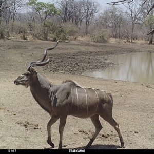 Kudu Trail Camera Zimbabwe