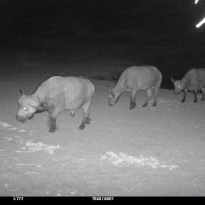 Buffalo Trail Camera Zimbabwe