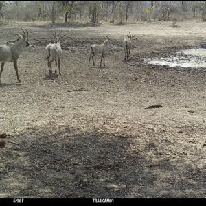 Roan Trail Camera Zimbabwe