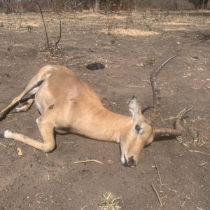 Impala Hunting  Zimbabwe