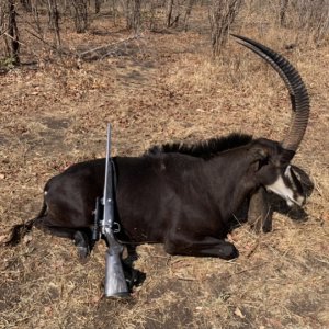 Sable Hunting  Zimbabwe