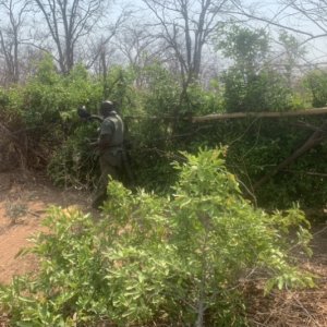 Building Hunting Blind Zimbabwe