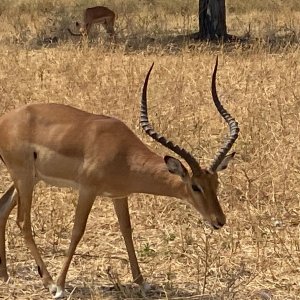 Impala Tarangire National Park Tanzania