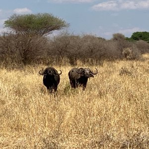 Buffalo Tarangire National Park Tanzania