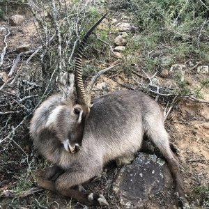 Waterbuck Hunting