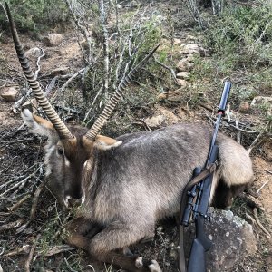 Waterbuck Hunting