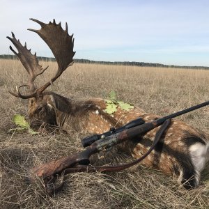 Fellow Deer Hunt Romania