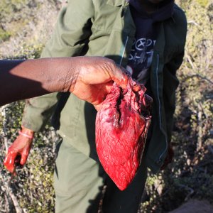 Kudu Heart