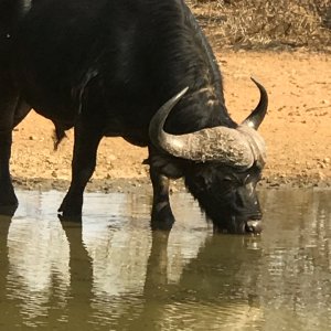 Buffalo South Africa