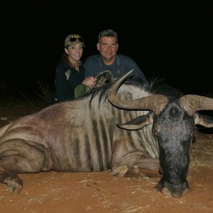 Blue Wildebeest