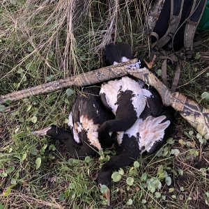 Magpie Geese Hunt Australia