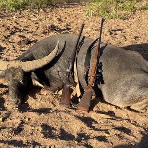 Asiatic Water Buffalo Hunt Australia