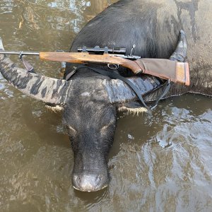 Asiatic Water Buffalo Hunt Australia