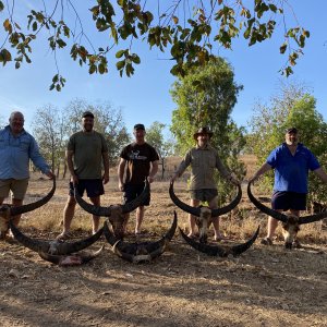 Asiatic Water Buffalo Hunt Australia