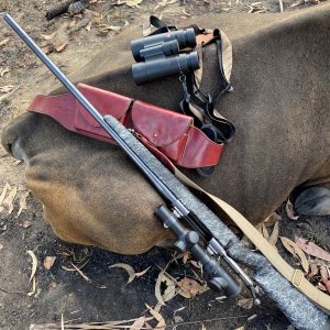 Asiatic Water Buffalo Hunt Australia