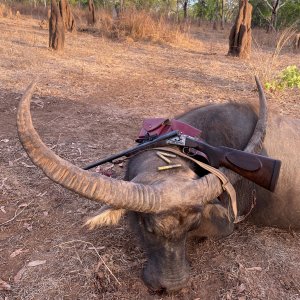 Asiatic Water Buffalo Hunt Australia