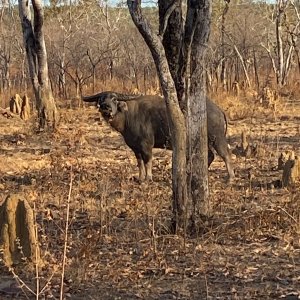 Asiatic Water Buffalo Australia