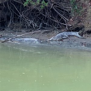 Crocodiles Australia