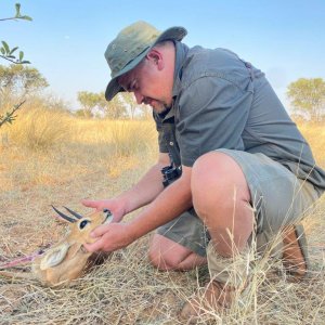 Steenbok Hunting Kalahari South Africa