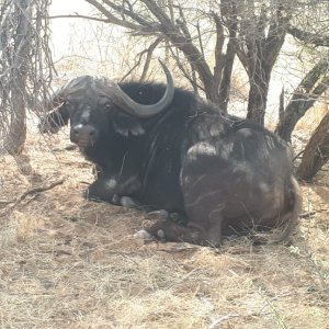 Buffalo Kalahari South Africa