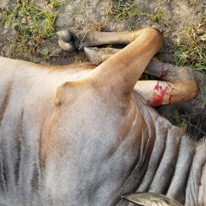 Nyassa Wildebeest Hunt Tanzania