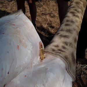 Giraffe Skinning South Africa