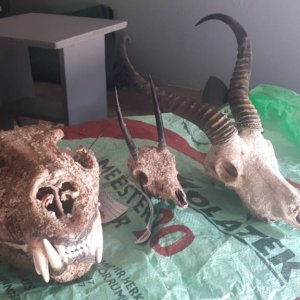 Lioness, Steenbok & Springbok Skulls