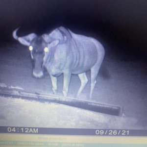 Blue Wildebeest Trail Camera South Africa