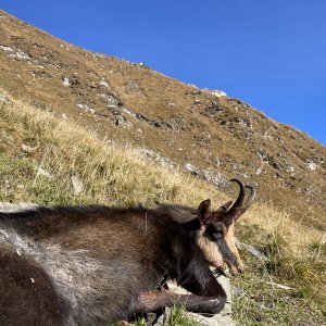 Hunting Chamois Romania