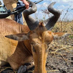 Hartebeest Hunt Tanzania