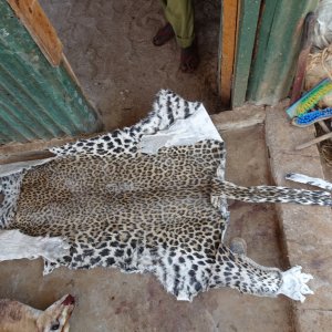 Leopard Skin Skulls Tanzania