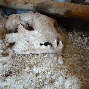 Leopard Skull Tanzania