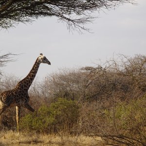 Giraffe Tanzania