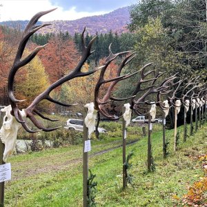 Hunting Red Stag Romania